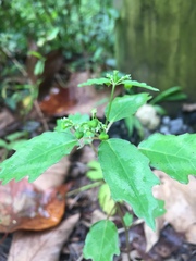 Euphorbia xalapensis