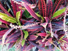 Codiaeum variegatum