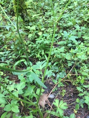 Ranunculus petiolaris