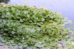 Nymphaea × marliacea