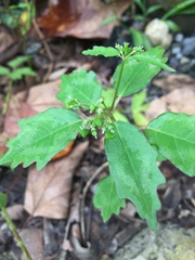 Euphorbia xalapensis