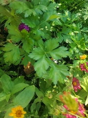 Petroselinum crispum