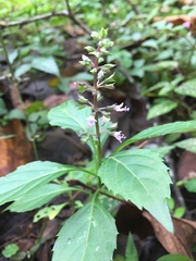 Ocimum