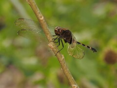 Erythemis plebeja