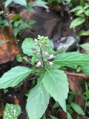 Ocimum