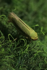 Cicadella viridis