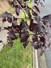 Prunus cerasifera