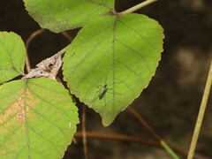 Gnophomyia tristissima