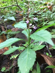 Ocimum