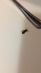 Vespula