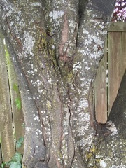 Prunus cerasifera