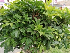 Heptapleurum arboricola