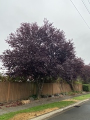 Prunus cerasifera