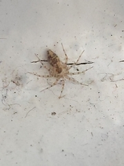 Parasteatoda tepidariorum