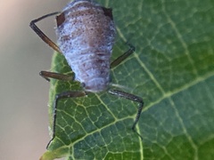 Aphididae