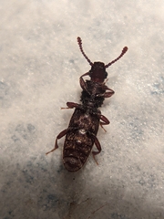 Oryzaephilus mercator