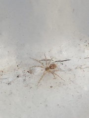 Parasteatoda tepidariorum