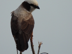 Eurocephalus anguitimens