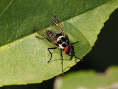 Anthomyia