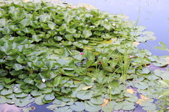Nymphaea × marliacea