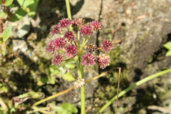Oenantheae