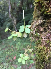 Peperomia tetraphylla