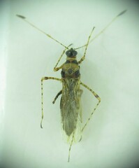 Gampsocoris culicinus melitenus