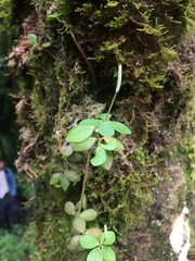 Peperomia tetraphylla