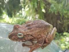 Boana platanera
