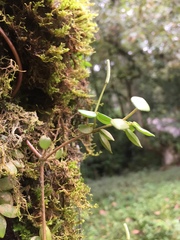 Peperomia tetraphylla