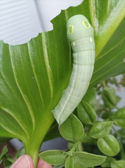Hippotion celerio