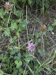 Trifolium pratense