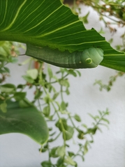 Hippotion celerio