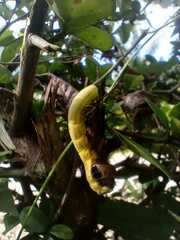 Hemeroplanes triptolemus