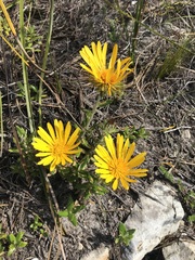 Berkheya barbata