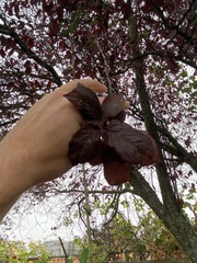 Prunus cerasifera