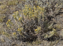 Galatella villosa