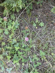 Trifolium pratense