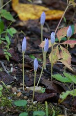 Crocus