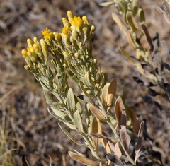 Galatella villosa