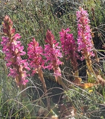 Satyrium erectum