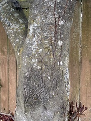 Prunus cerasifera