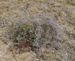 Limonium platyphyllum