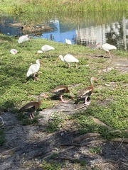 Dendrocygna autumnalis