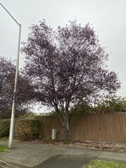Prunus cerasifera