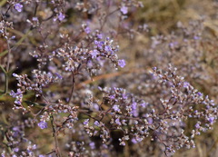 Limonium platyphyllum
