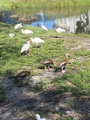 Dendrocygna autumnalis