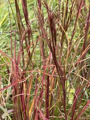 Schizachyrium scoparium