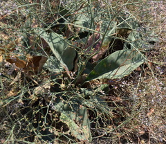 Limonium platyphyllum