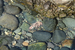 Calliarthron tuberculosum